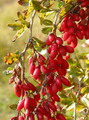 زرشک خوراکی